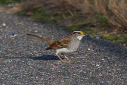 Image of White-throated Sparrow