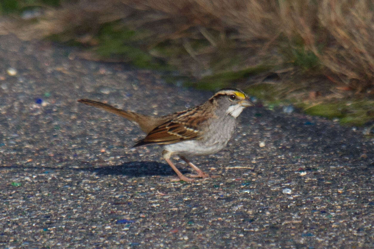 Image of White-throated Sparrow