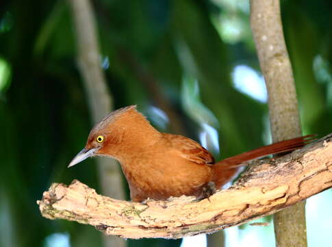 Image of Grey-crested Cacholote