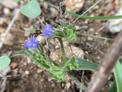 Image of Cyanotis adscendens Dalzell