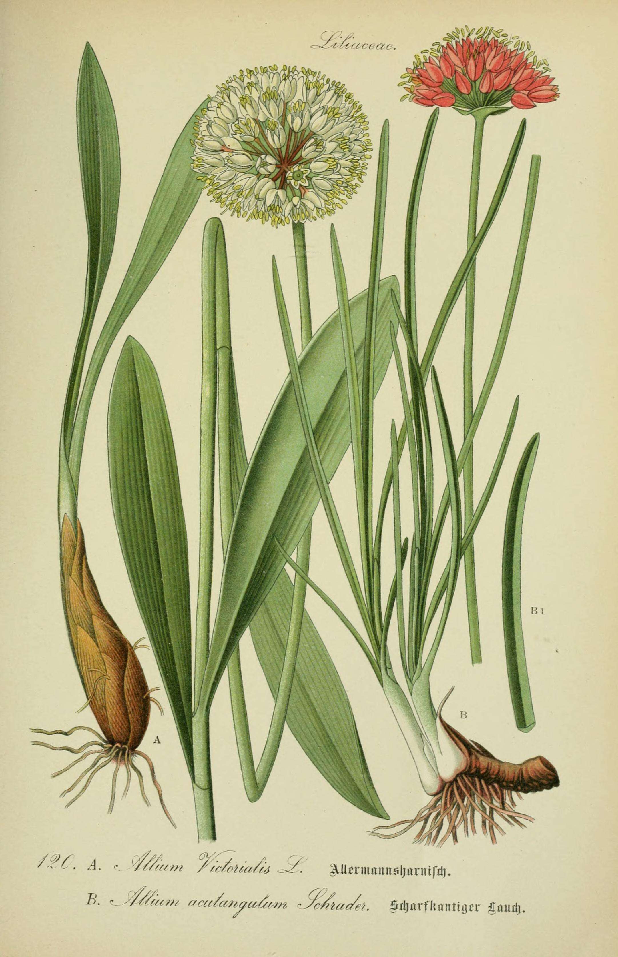 Imagem de Allium victorialis L.