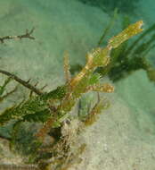 Image of Delicate ghost pipefish