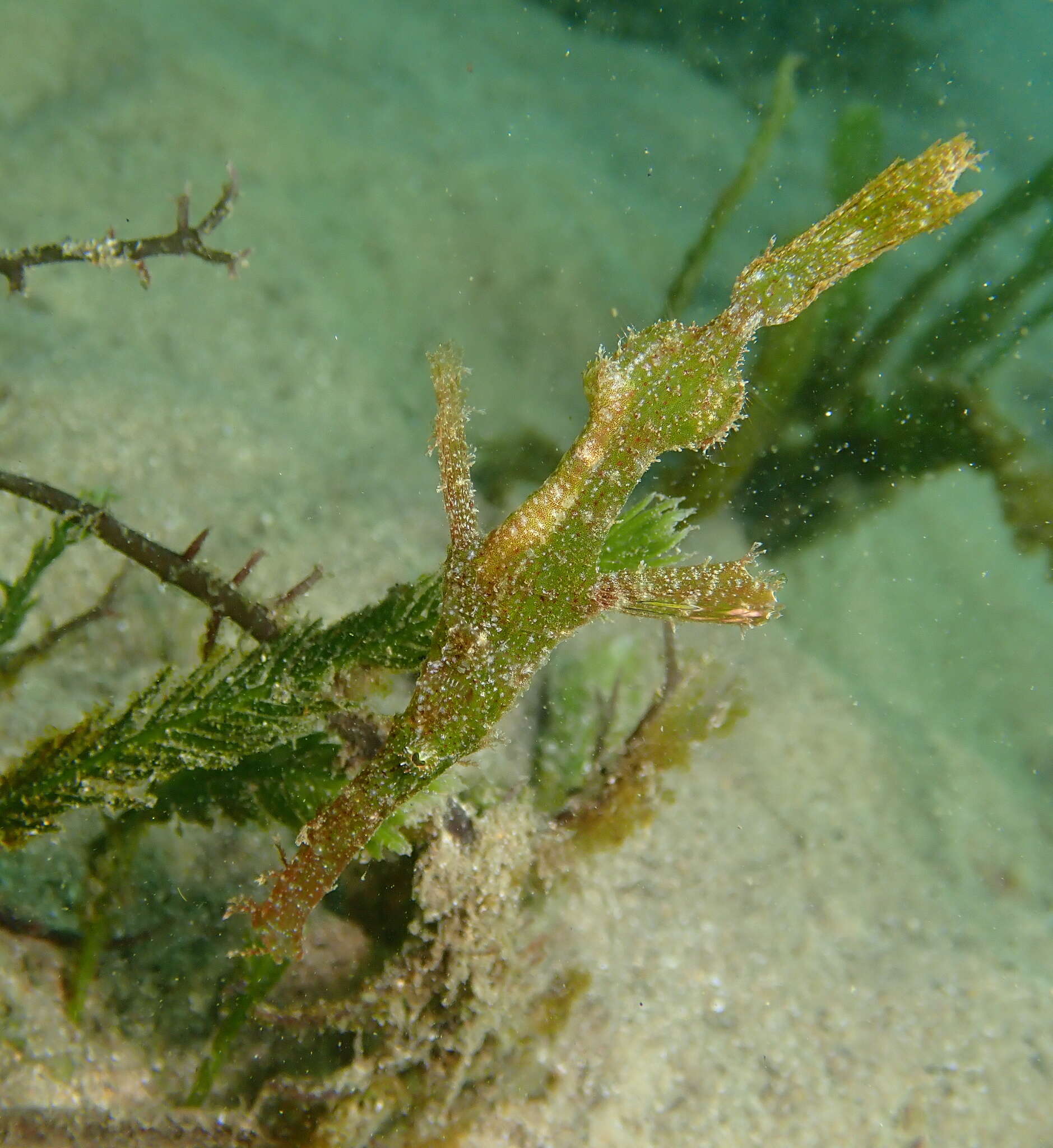 Image of Delicate ghost pipefish