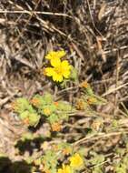 Image of Mojave tarweed