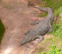 Image of Nile crocodile