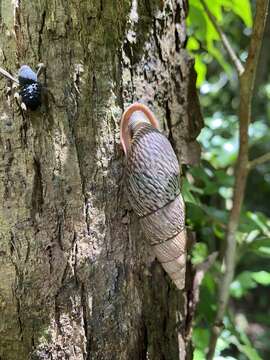 Image of Burringtonia pantagruelina