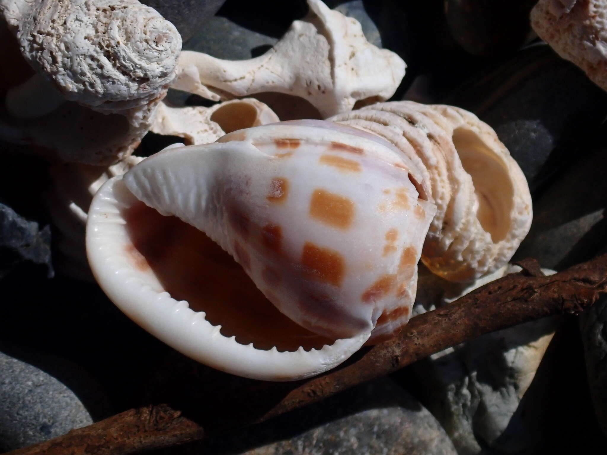 Image of checkered bonnet