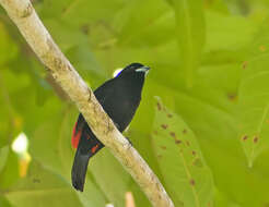 Image of Ramphocelus passerinii costaricensis Cherrie 1891