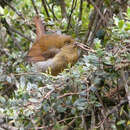 Cnemophilus macgregorii De Vis 1890 resmi