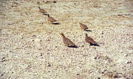 Image of Namaqua Sandgrouse