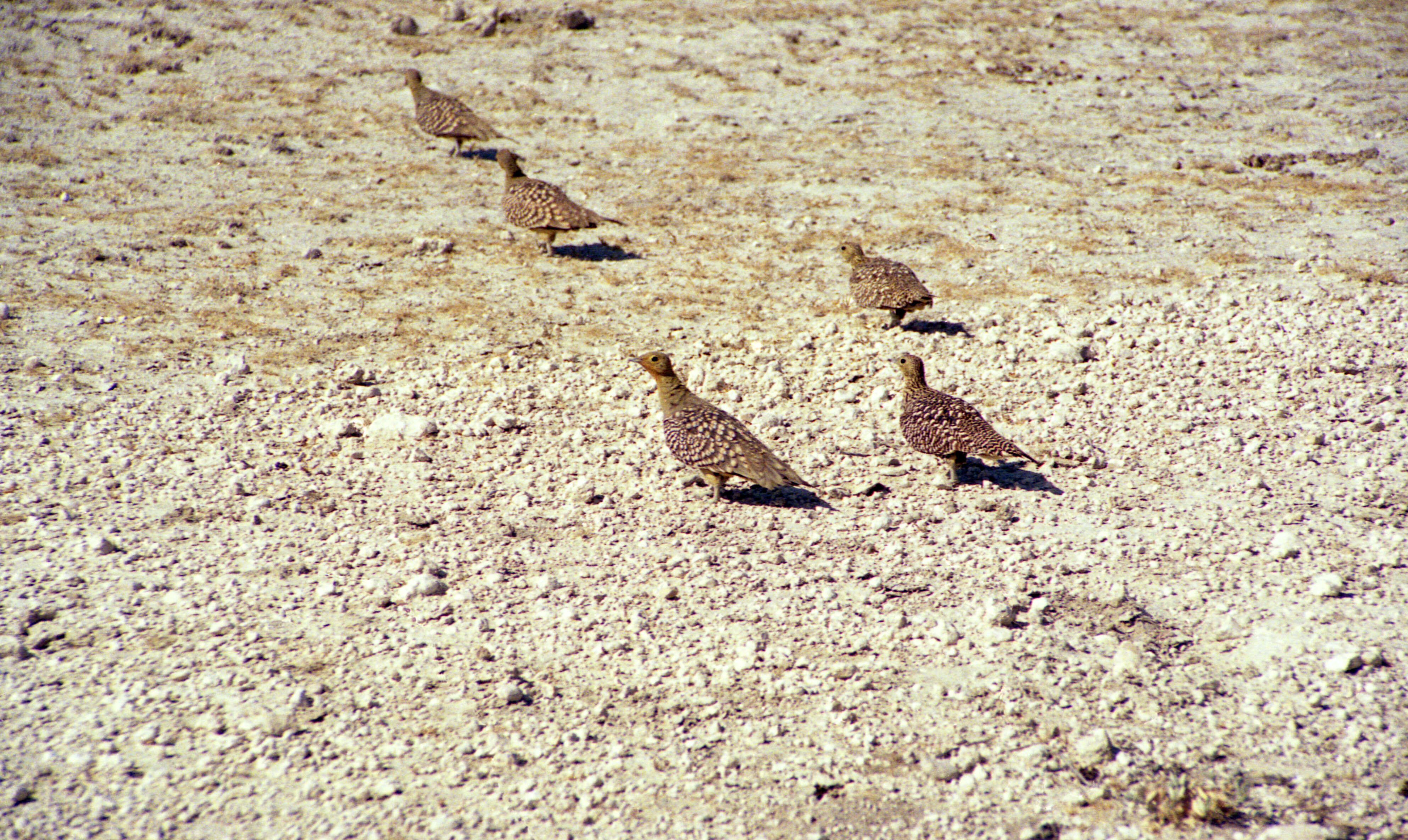 Image of Namaqua Sandgrouse