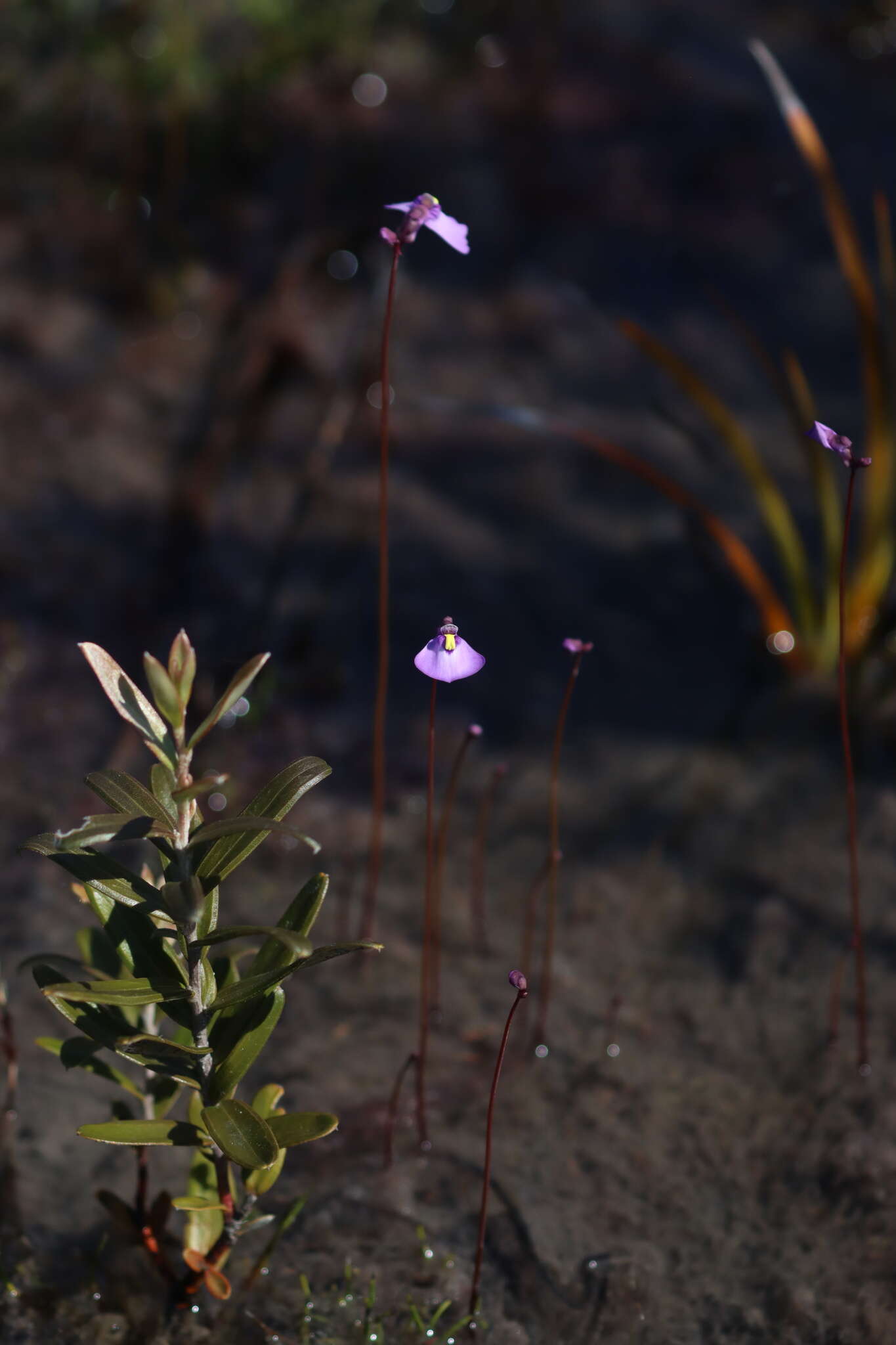 Image de Utricularia barkeri R. W. Jobson