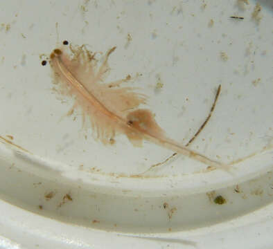Image of brine shrimp