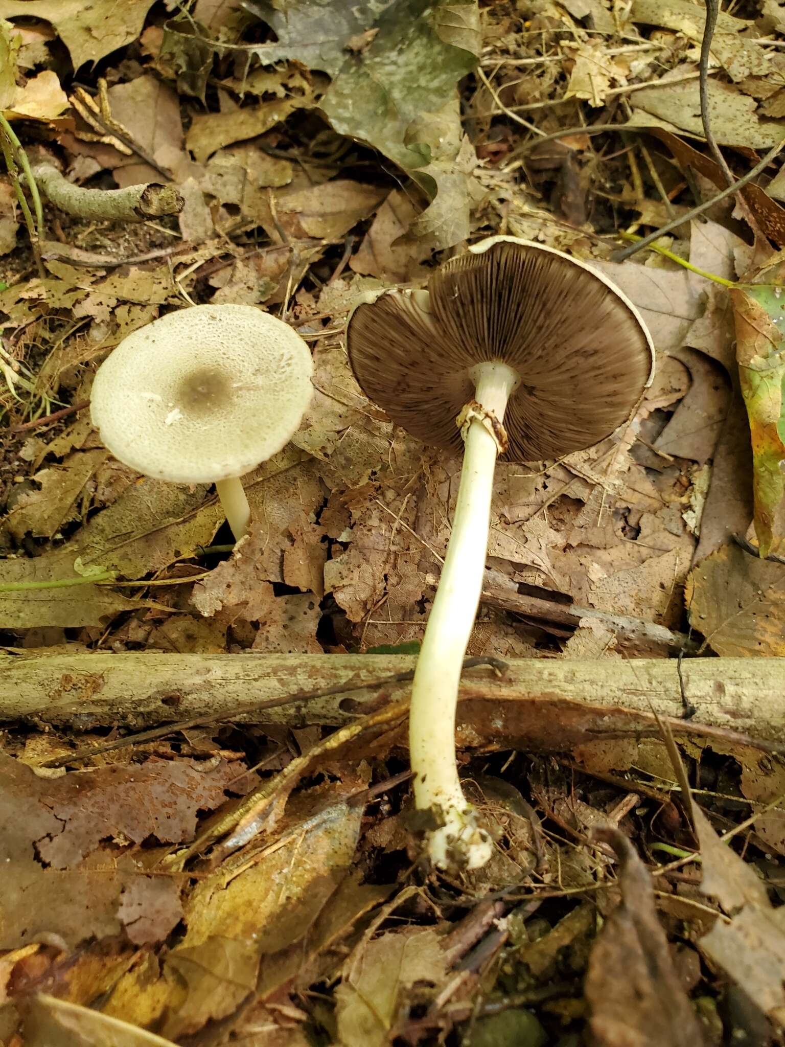 Image of Agaricus leptocaulis Kerrigan 2016