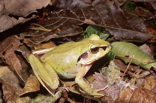 Image of Aglyptodactylus Boulenger 1918