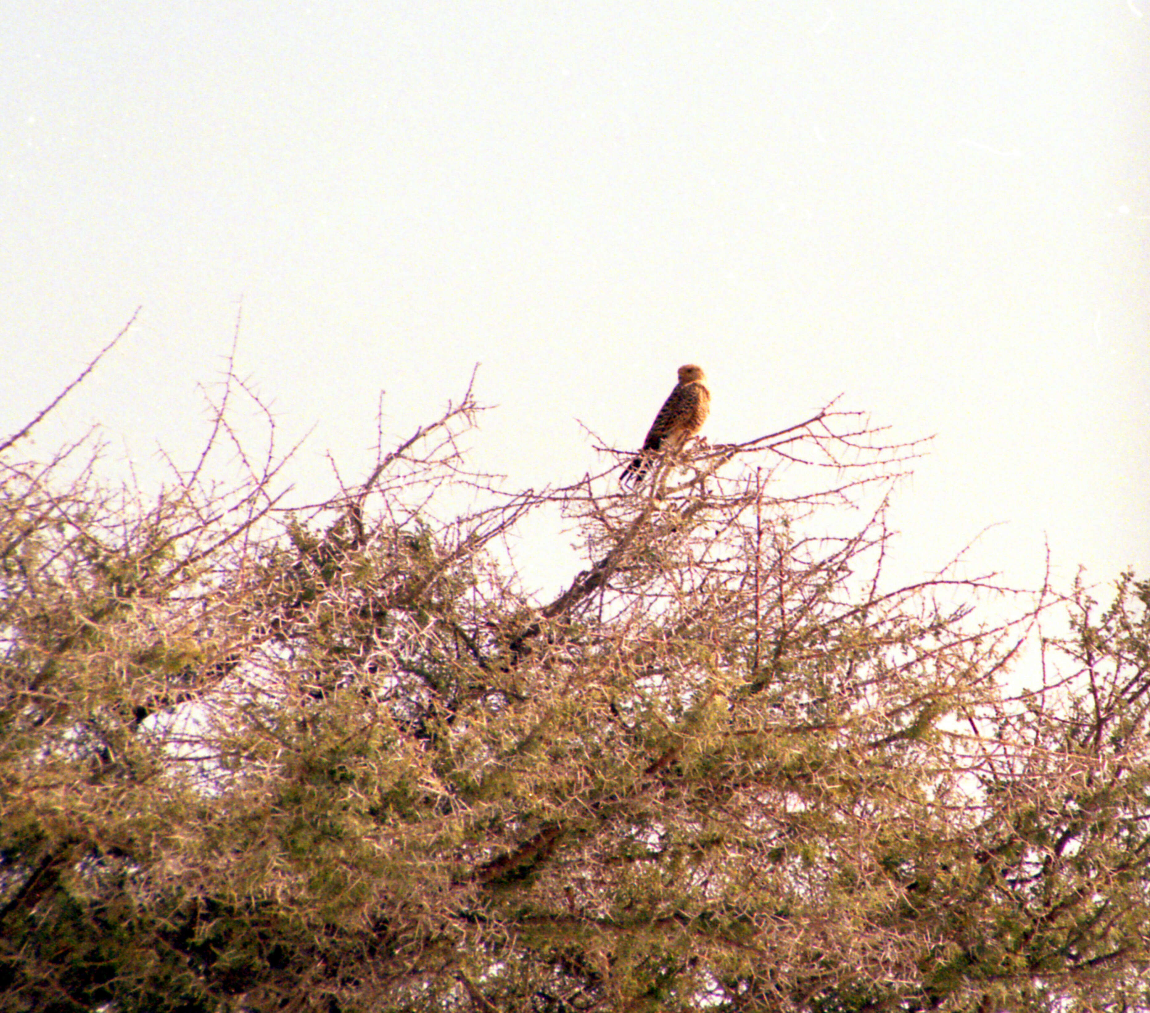 صورة Falco rupicoloides Smith & A 1829