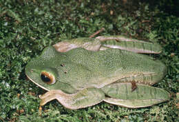 Image of Bright-eyed frog