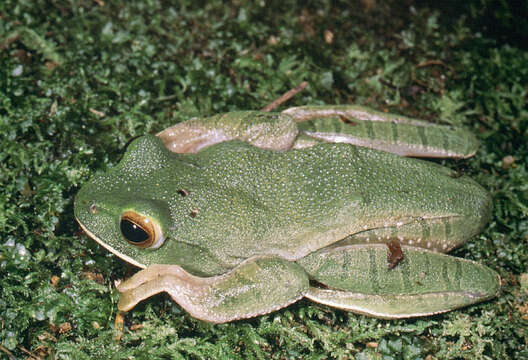 Image de Boophis albilabris (Boulenger 1888)