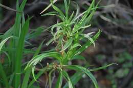 Image of drooping bulrush