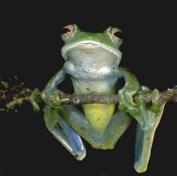 Image of Ankafana Bright-eyed Frog