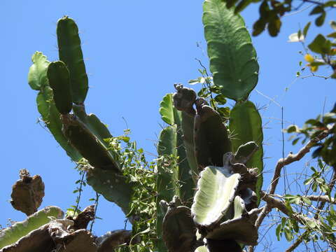 Dendrocereus resmi