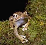 Image of Madagascar Bright-eyed Frog