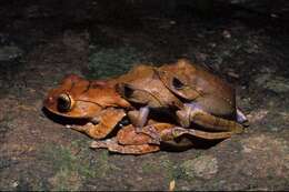 Image of Madagascar Bright-eyed Frog