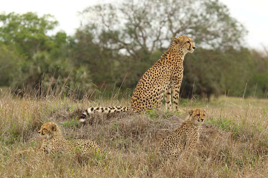 Image of Acinonyx Brookes 1828