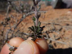 Image of Melolobium aethiopicum (L.) Druce