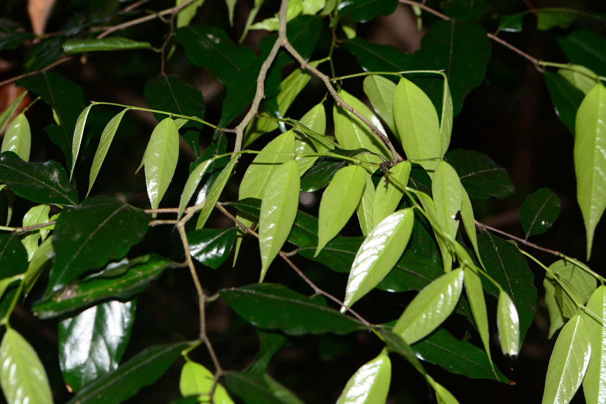 Image of Meiogyne pannosa (Dalzell) J. Sinclair