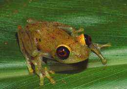 Image of Green Bright-eyed Frog