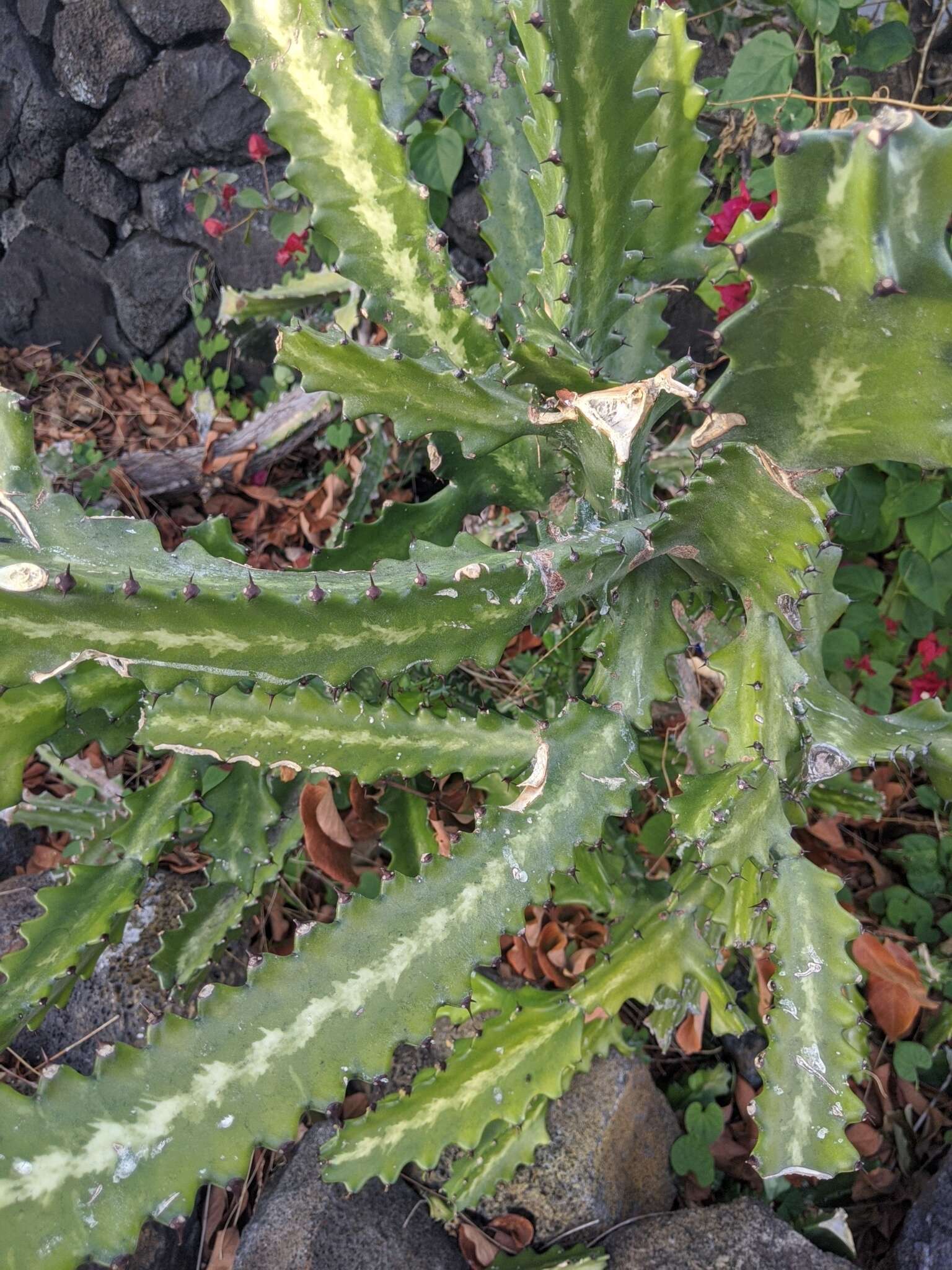 Euphorbia lactea Haw. resmi