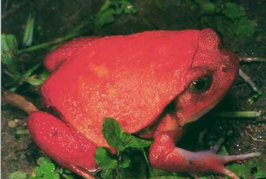 Image of Tomato Frogs