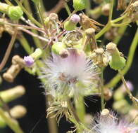 صورة Erechtites valerianifolius (Wolf ex Rchb.) DC.