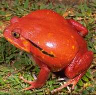 Image of Tomato Frogs