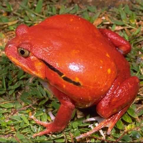 Image of Tomato Frogs