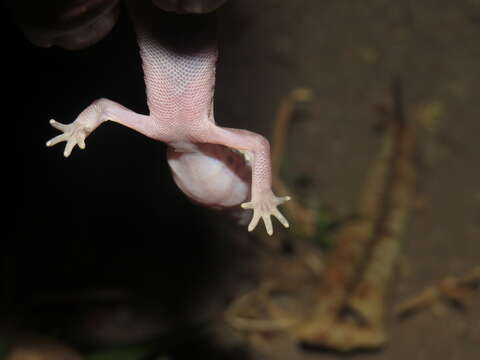 Image of Central American Banded Gecko