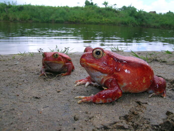 Image of Tomato Frogs