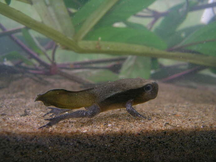 Image of Tomato Frogs