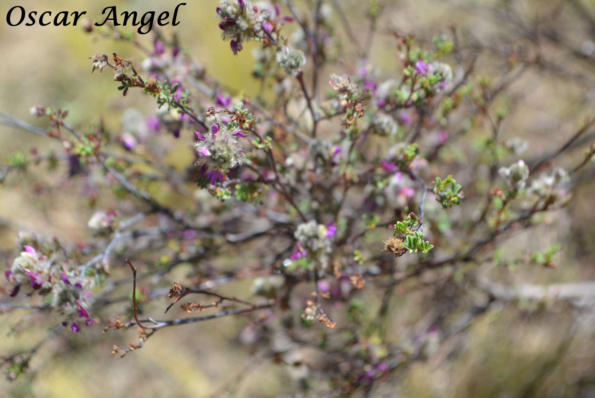 Imagem de Dalea bicolor Willd.