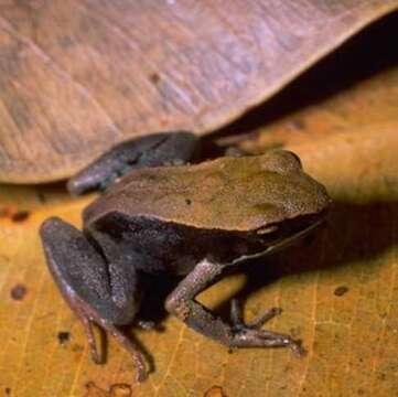 Image of Betsileo Golden Frog