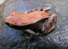 Image of Betsileo Golden Frog