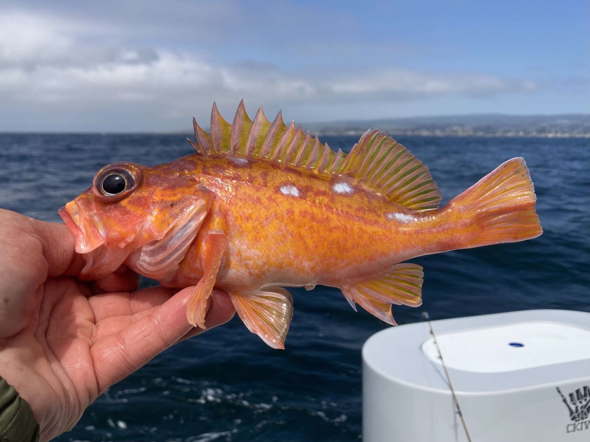 Image of Rosy rockfish