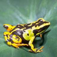 Image of Madagascan Mantella