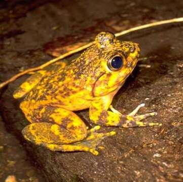 Image of Grandidier's Madagascar Frog