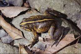 Image of Grandidier's Madagascar Frog