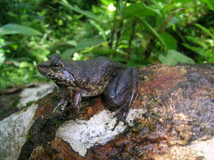 Image of Grandidier's Madagascar Frog