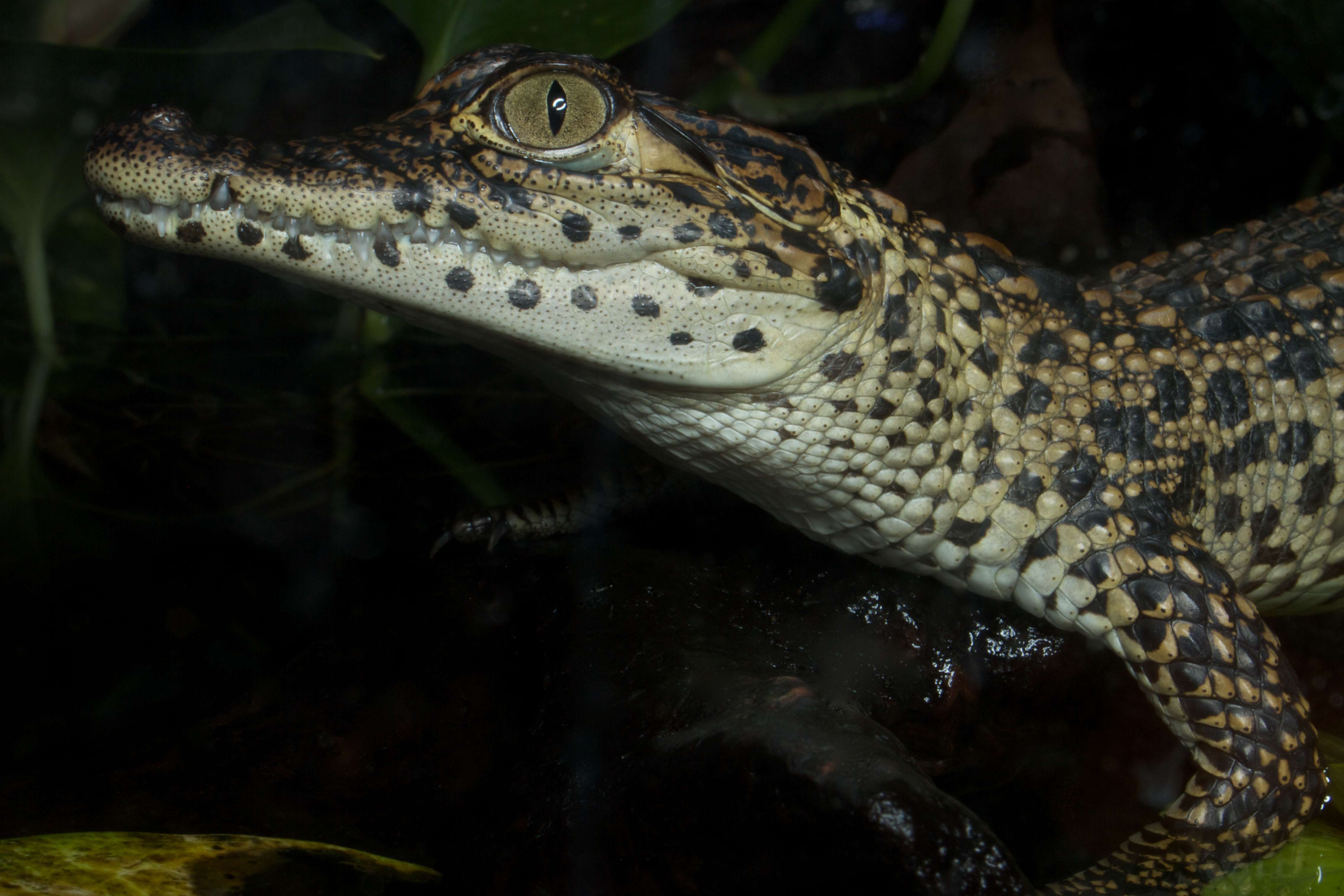 Слика од Кубански крокодил