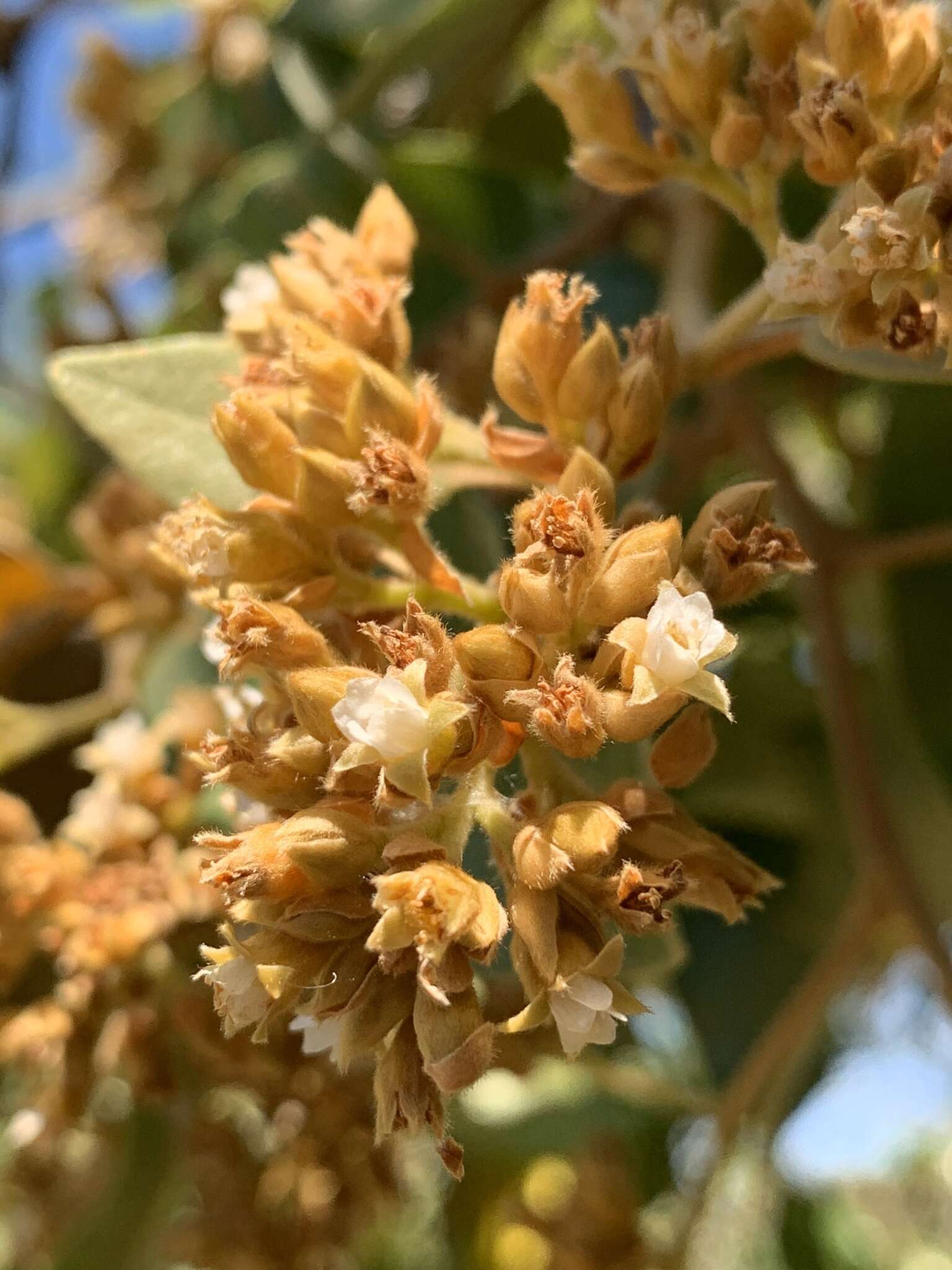 Image of Parinari curatellifolia Planch. ex Benth.