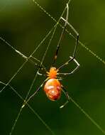 Image of Argyrodes flavescens O. Pickard-Cambridge 1880